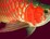 images/stories/qianhu/500arowana.jpg