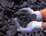 images/stories/GoldenEnergy/coal_hand_pic.png