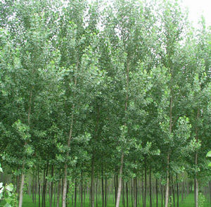 Poplar_trees_Guangzhao