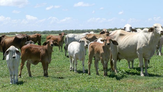 Japfa Cows