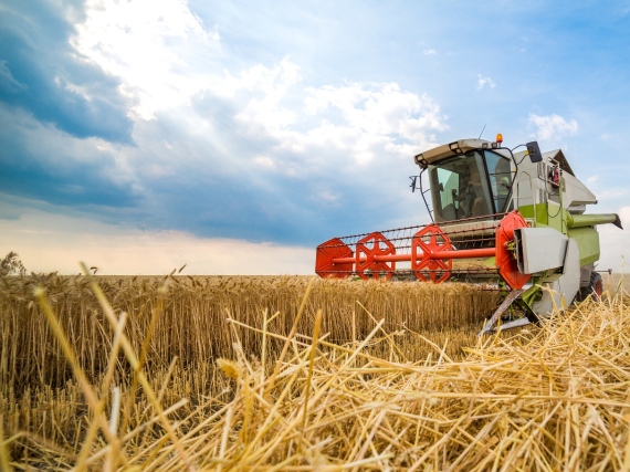 Wheat harvest