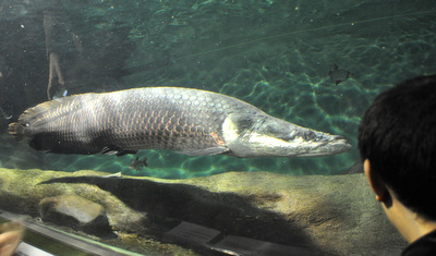 straco_arapaima1.15