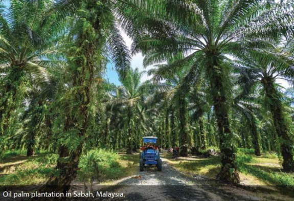 oilpalm plantation3.24