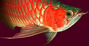 300arowana