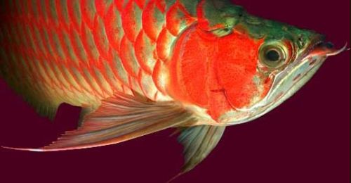 500arowana